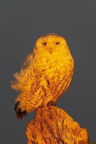 USA-Washington State Damon Point-snowy owl-winter sunlight Places Print